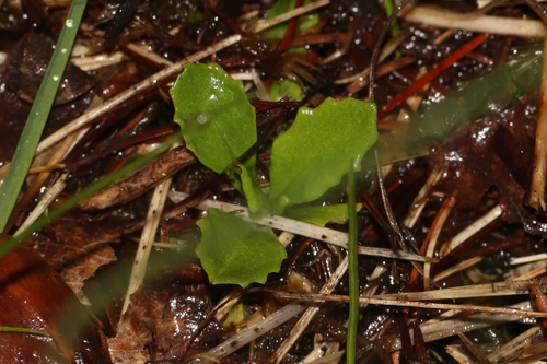 Primula mistassinica, photograph 1