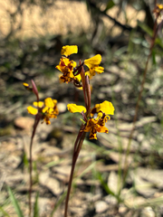 Diuris pardina, photograph (c) Eamonn Culhane, some rights reserved (CC BY)