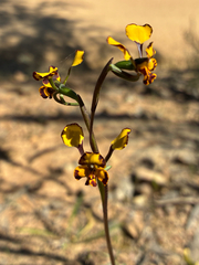 Diuris pardina, photograph (c) Eamonn Culhane, some rights reserved (CC BY)
