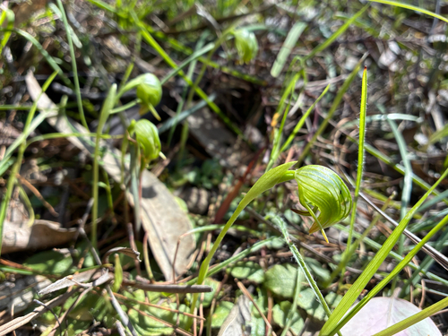 Pterostylis nutans, photograph 2