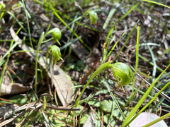 Pterostylis nutans, photograph (c) Eamonn Culhane, some rights reserved (CC BY)