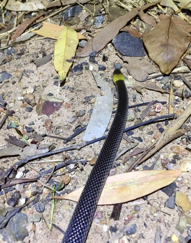 Photo of a Grey-naped Snake (Furina tristis)