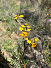 Diuris pardina, photograph (c) Eamonn Culhane, some rights reserved (CC BY)