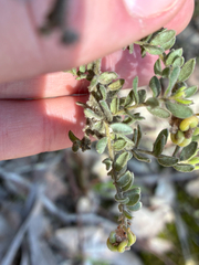Grevillea alpina, photograph (c) Eamonn Culhane, some rights reserved (CC BY)