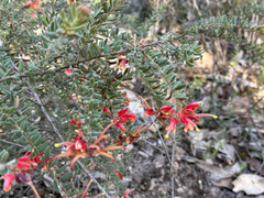 Grevillea alpina, photograph (c) Eamonn Culhane, some rights reserved (CC BY)