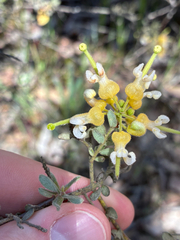 Grevillea alpina