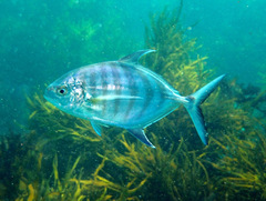 Ferdauia ferdau