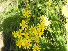 Jacobaea delphiniifolia