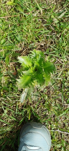 Eryngium serra