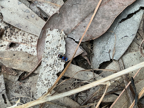 Jewelled Peacock Spider