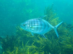 Ferdauia ferdau