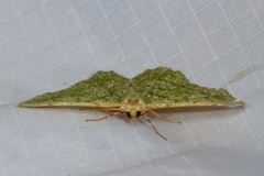 Aeolochroma viridicata