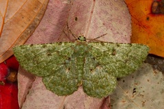 Aeolochroma viridicata