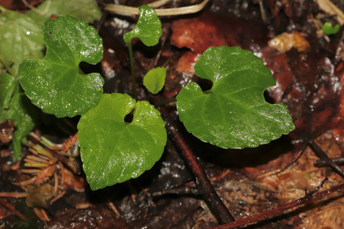 Viola selkirkii