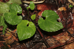 Viola selkirkii