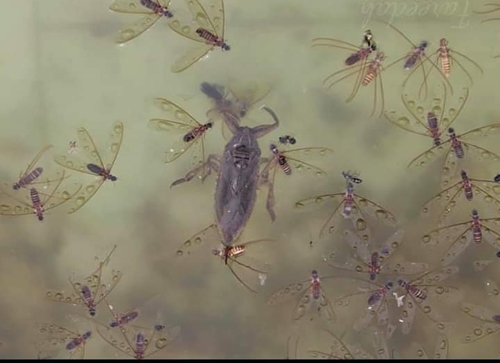 African Giant Water Bug