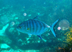 Ferdauia ferdau