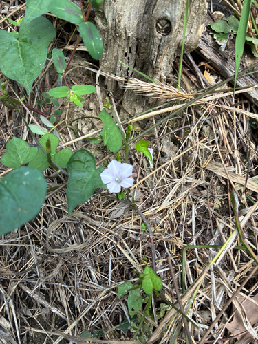 White Morning-glory