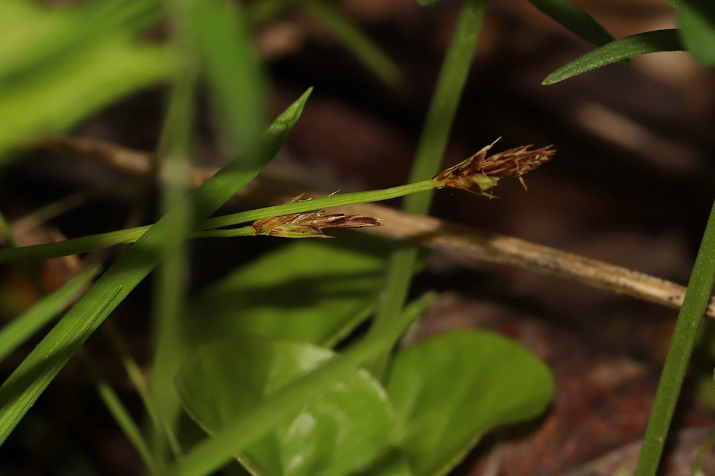 Carex pedunculata; photograph (c) Dustin Snider, some rights reserved (CC BY)