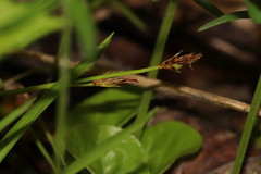 Carex pedunculata