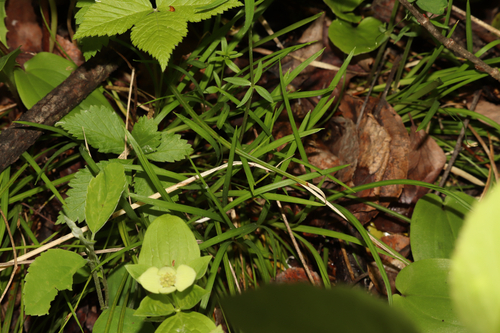 Carex pedunculata, photograph 1