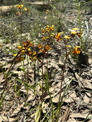Diuris pardina, photograph (c) Eamonn Culhane, some rights reserved (CC BY)