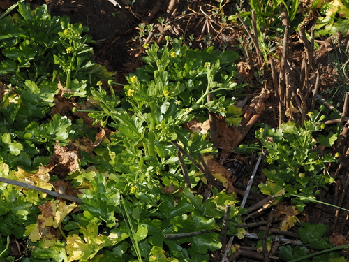 Ranunculus sceleratus, photograph 2