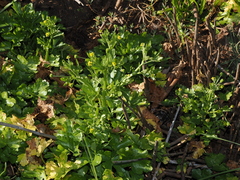 Ranunculus sceleratus, photograph (c) Thomas Mesaglio, some rights reserved (CC BY)