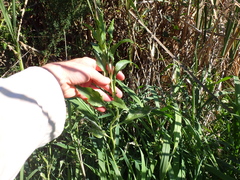 Lepidium latifolium