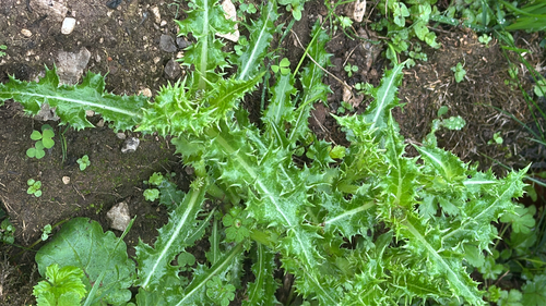 Sonchus asper, photograph 6