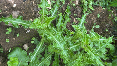 Sonchus asper, photograph author not stated, no rights reserved