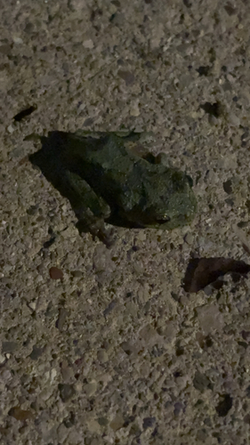 Gray Treefrog
