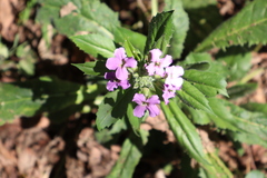 Hesperis matronalis
