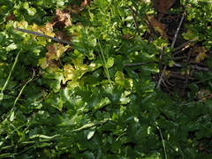 Ranunculus sceleratus, photograph (c) Thomas Mesaglio, some rights reserved (CC BY)