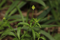 Ranunculus abortivus