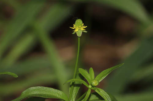 Ranunculus abortivus, photograph 1