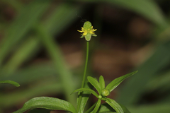 Ranunculus abortivus, photograph (c) Dustin Snider, some rights reserved (CC BY)