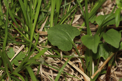 Ranunculus abortivus, photograph (c) Dustin Snider, some rights reserved (CC BY)