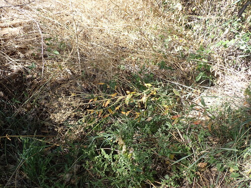 Lepidium latifolium, photograph 1