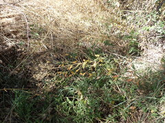 Lepidium latifolium, photograph (c) crothfels, some rights reserved (CC BY)