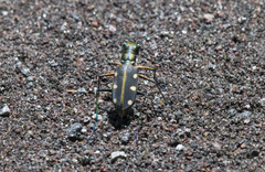 Cosmodela aurulenta aurulenta