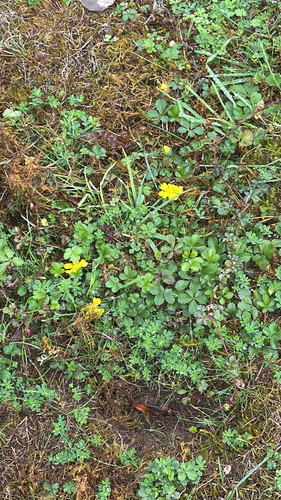 Potentilla reptans, photograph 2