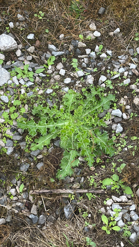 Sonchus asper, photograph 5