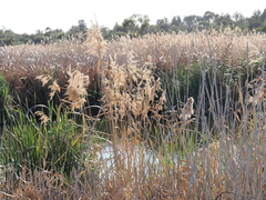 Phragmites australis, photograph (c) Thomas Mesaglio, some rights reserved (CC BY)