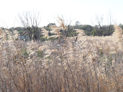 Phragmites australis, photograph (c) Thomas Mesaglio, some rights reserved (CC BY)