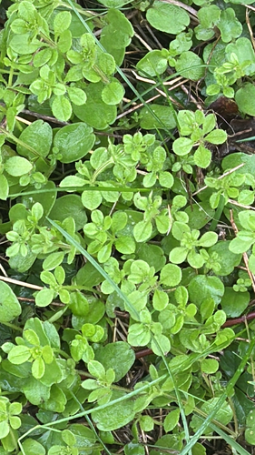 Galium aparine, photograph 2