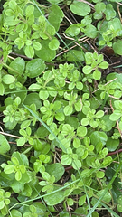 author not stated, no rights reserved Galium aparine, photograph author not stated, no rights reserved