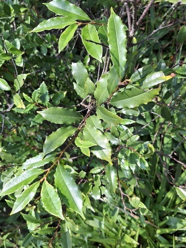 Prunus spinulosa observed 2026-09-26