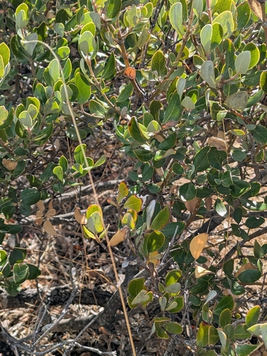 Garrya buxifolia