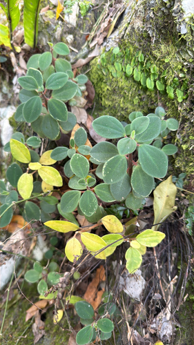 Slender Peperomia